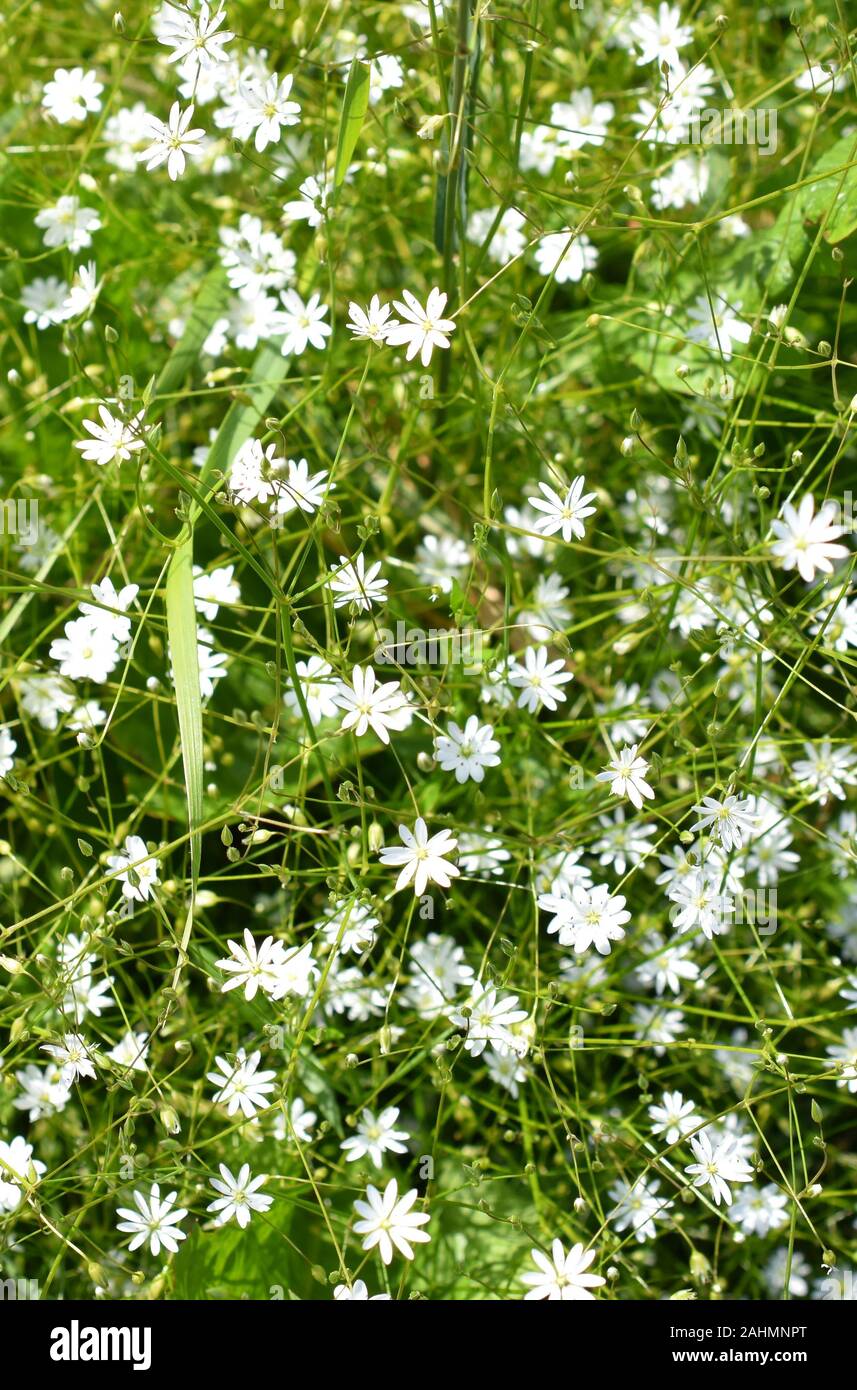 Il piccolo comune di fiori selvaggi starwort Stellaria graminea nella natura Foto Stock