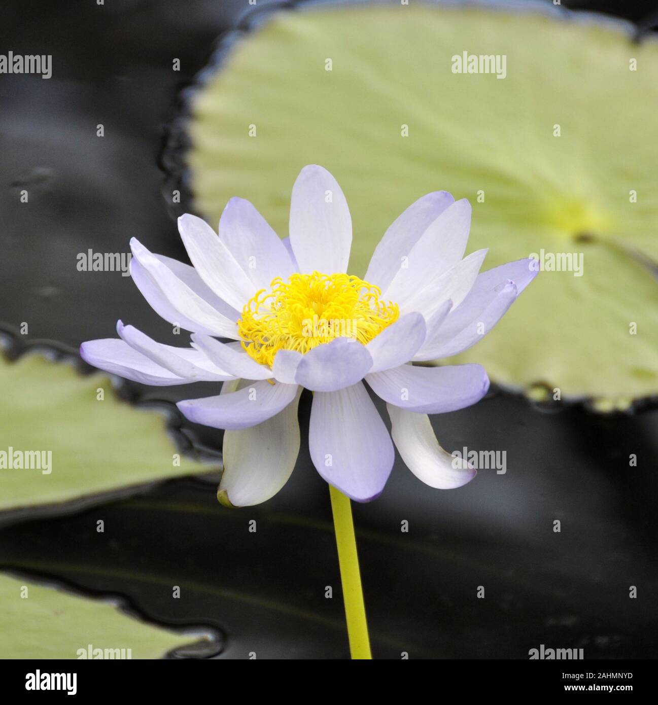 Primo piano su il fiore di un giglio di acqua Nymphaea sp. in un stagno Foto Stock