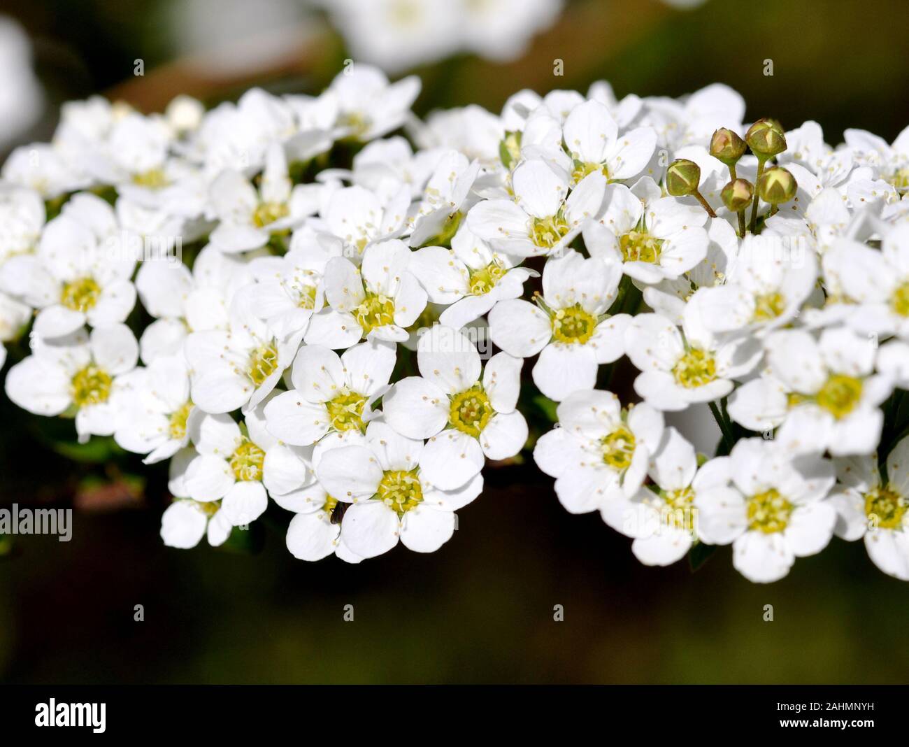 Primo piano sul bianco fiori di un furgone Spirea arbusto houtt Foto Stock