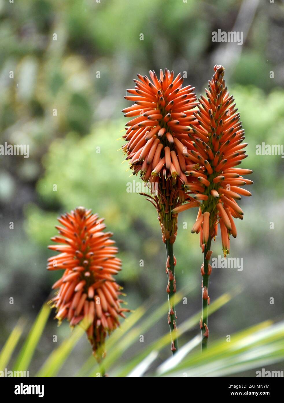 Primo piano su fioritura Aloe pianta con i fiori d'arancio Foto Stock