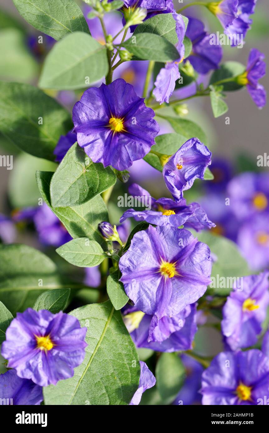 Patata blu bush rantonnetii Lycianthes Foto Stock