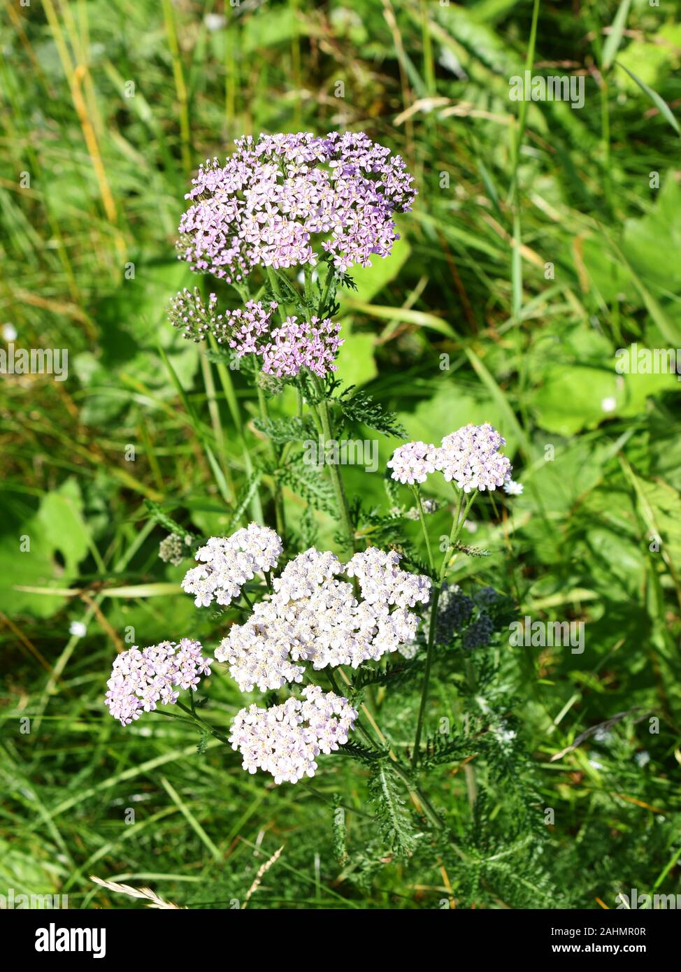 Rosa comune di fiori selvaggi achillea Achillea millefolium cresce in i campo Foto Stock