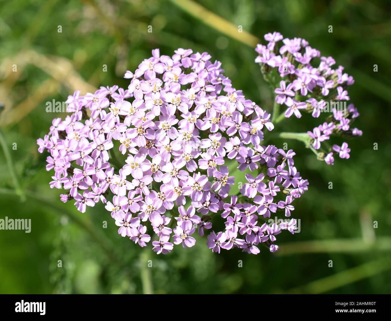 Rosa comune di fiori selvaggi achillea Achillea millefolium cresce in i campo Foto Stock