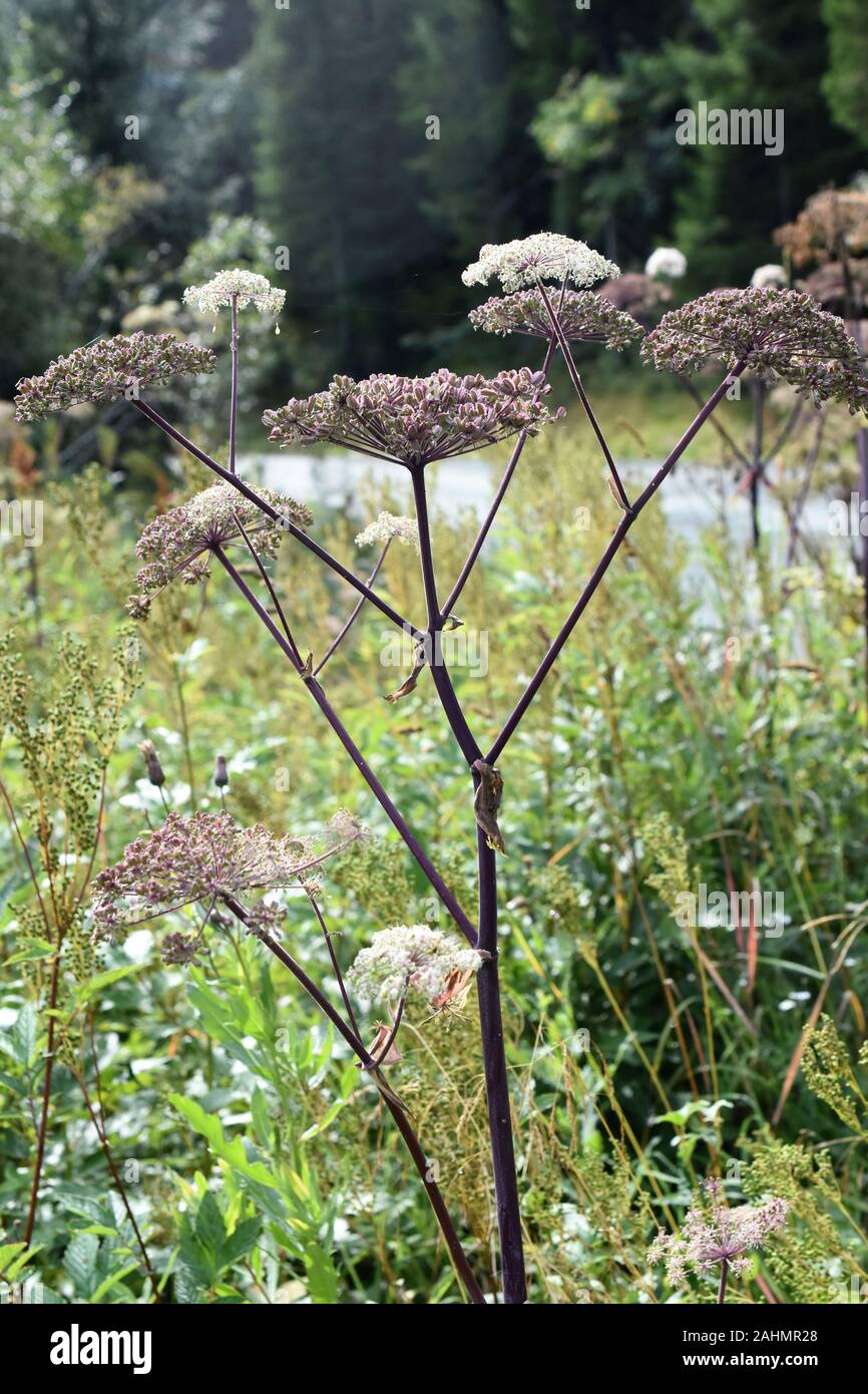 Wild angelica sylvestris che cresce in un campo Foto Stock