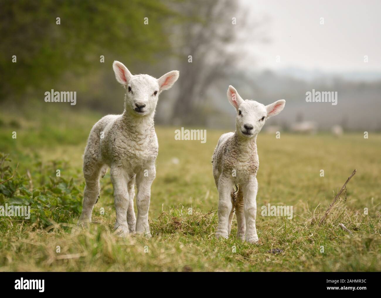 coppia di agnelli Foto Stock