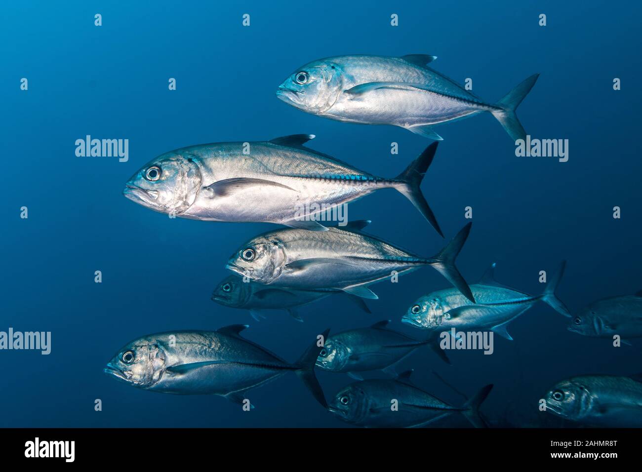 Pesce Jack, Carangidae Foto stock - Alamy