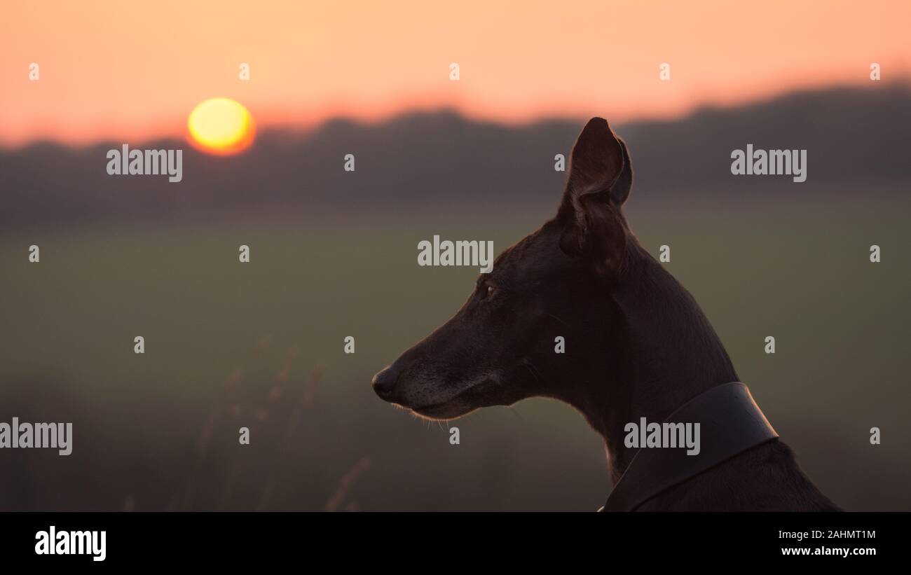 lurcher al tramonto Foto Stock