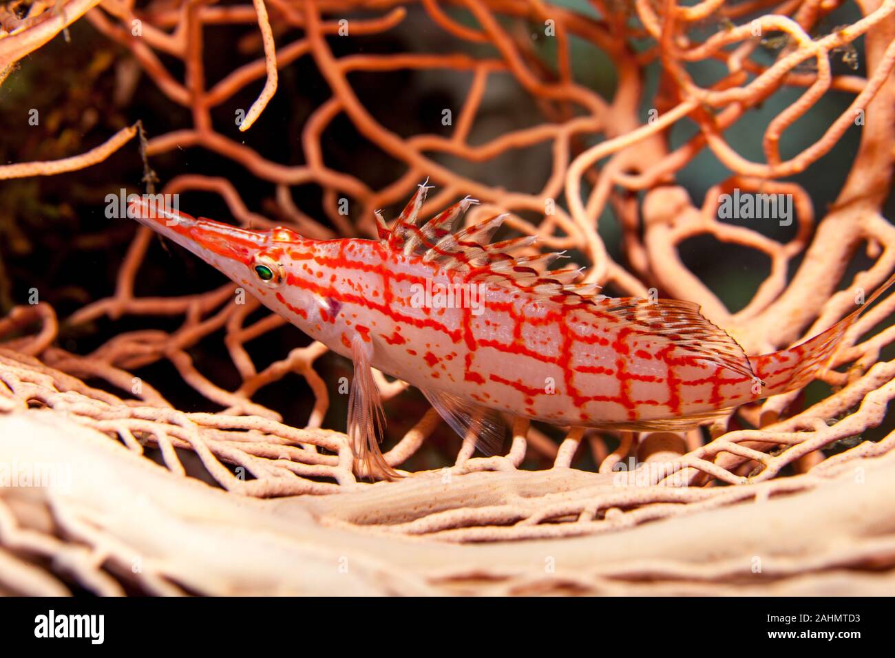 Il hawkfishes sono rigorosamente tropicale, perciform pesci marini della famiglia Cirrhitidae associati con le barriere coralline del occidentale e quella orientale di ATL Foto Stock