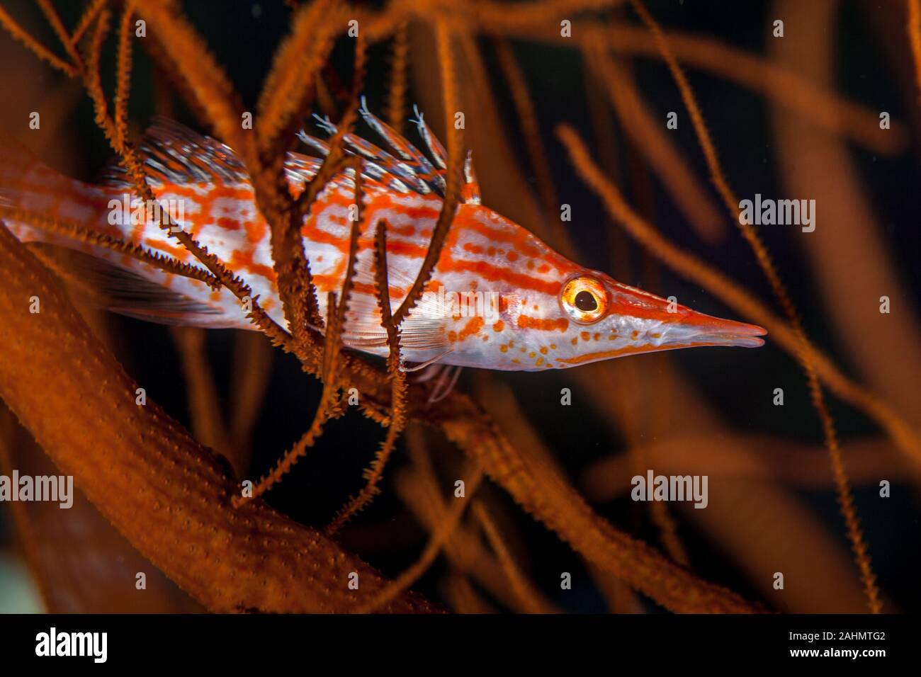 Il hawkfishes sono rigorosamente tropicale, perciform pesci marini della famiglia Cirrhitidae associati con le barriere coralline del occidentale e quella orientale di ATL Foto Stock