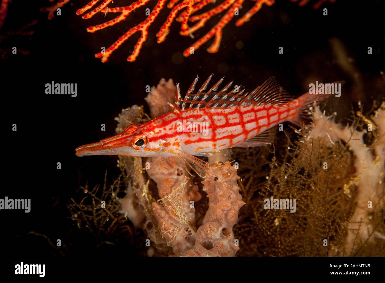 Il hawkfishes sono rigorosamente tropicale, perciform pesci marini della famiglia Cirrhitidae associati con le barriere coralline del occidentale e quella orientale di ATL Foto Stock