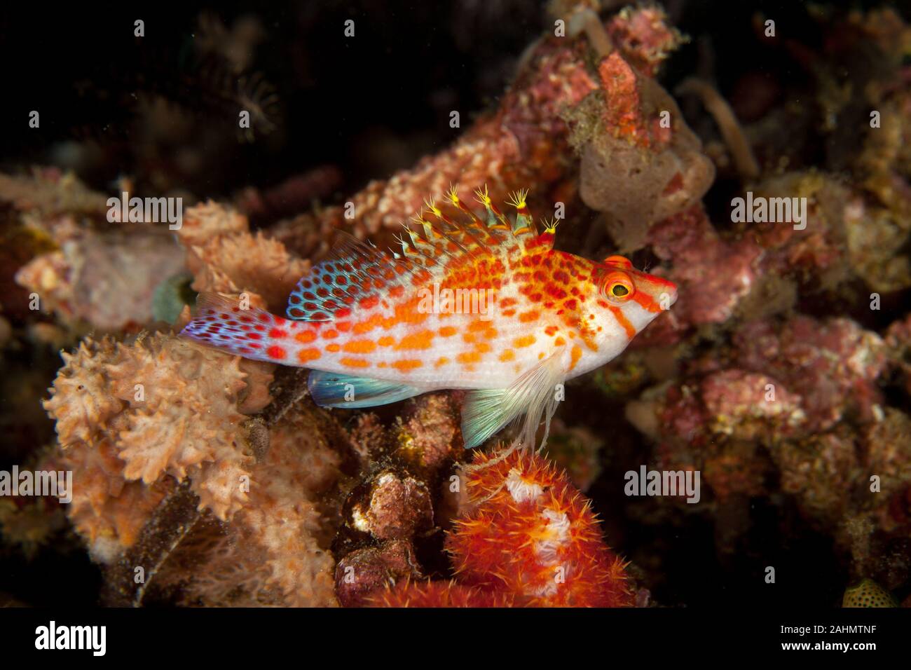 Il hawkfishes sono rigorosamente tropicale, perciform pesci marini della famiglia Cirrhitidae associati con le barriere coralline del occidentale e quella orientale di ATL Foto Stock