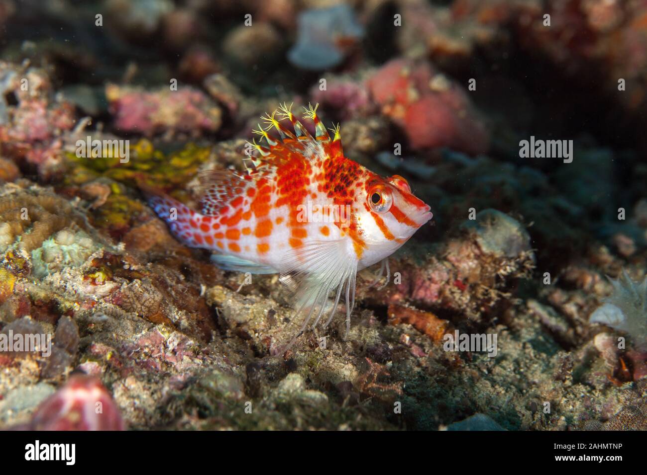 Il hawkfishes sono rigorosamente tropicale, perciform pesci marini della famiglia Cirrhitidae associati con le barriere coralline del occidentale e quella orientale di ATL Foto Stock