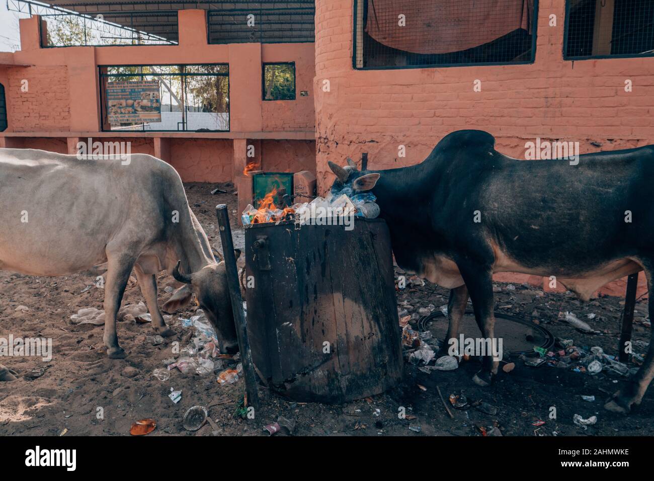 Mucche mangiano il cestino sulla strada in India un problema ambientale Foto Stock
