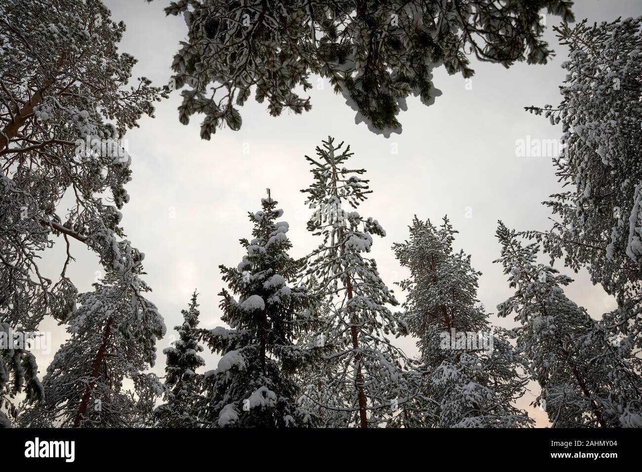 Il finlandese Rovaniemi una città in Finlandia e la regione della Lapponia Santa Park boschi Foto Stock