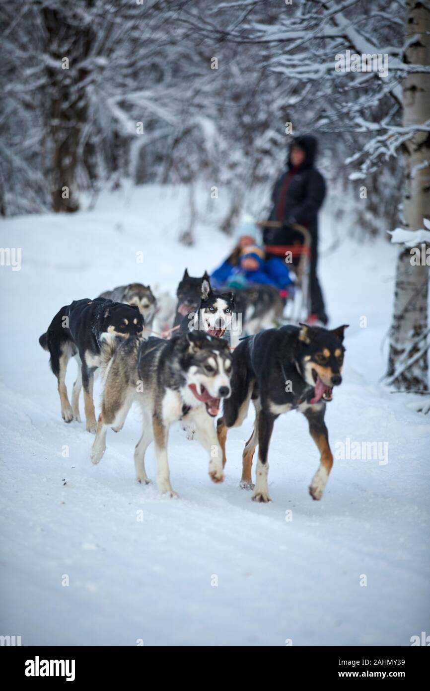 Il finlandese Rovaniemi una città in Finlandia e la regione della Lapponia Santa Park di cani husky ride Foto Stock