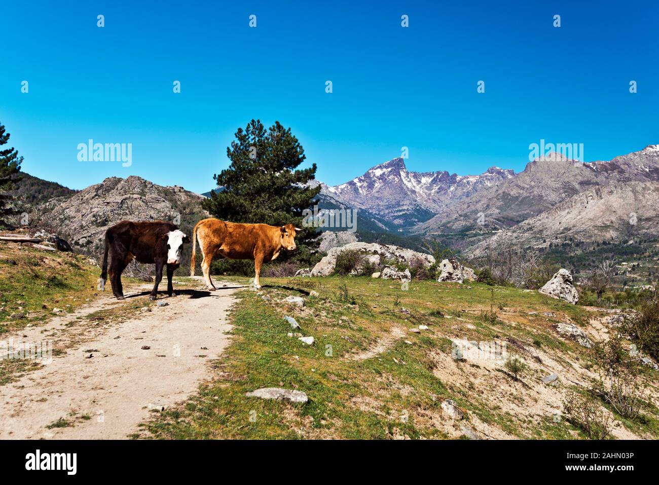 Corsica le vacche Golo Valley, Paglia Orba picco e Monte Cinto massiccio è a sfondo, Casamaccioli, Corsica centrale, Haute Corse, Francia Foto Stock