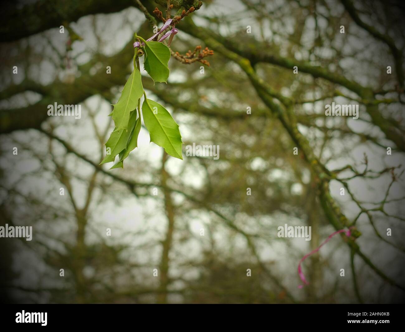 Un pagano appeso 'che offre' di foglie agile per metà inverno nei rami di un 'albero di desiderio' vicino al Nine Ladies Stone Circle su Stanton Moor Foto Stock