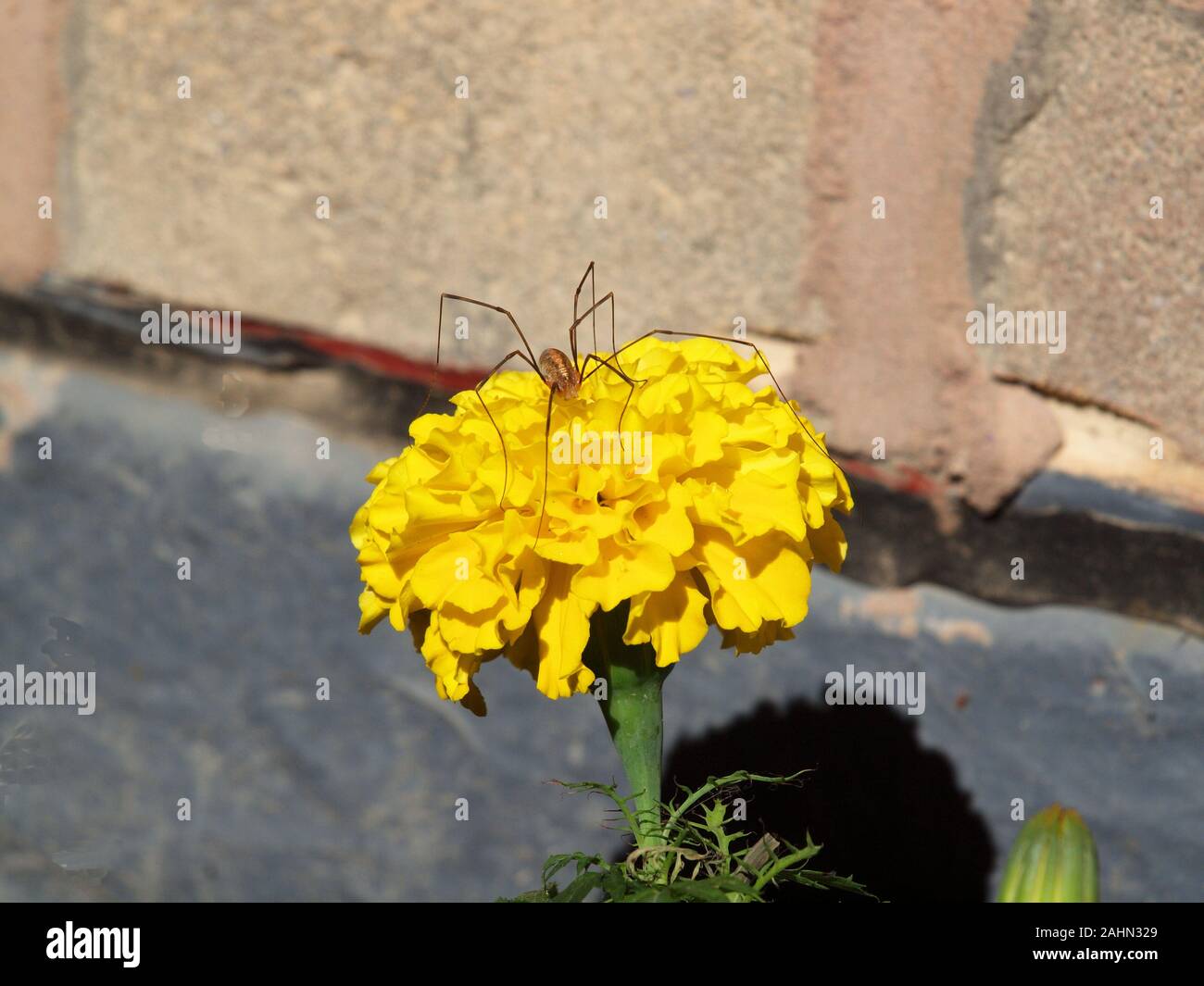 Un insetto strisciando su un tagete sul pavimento di un balcone in Tynemouth, Regno Unito nell'estate del 2019. Foto Stock