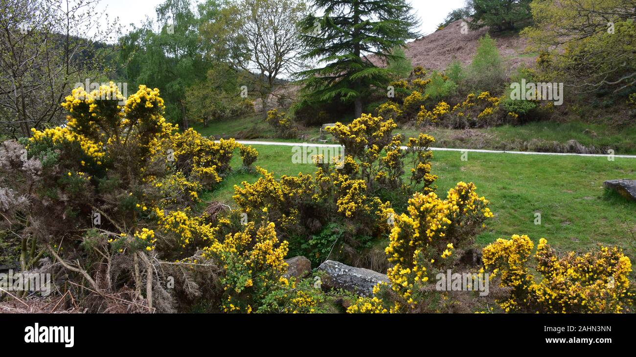 Bellissimo paesaggio inglese con ginestre lungo un marciapiede. Foto Stock