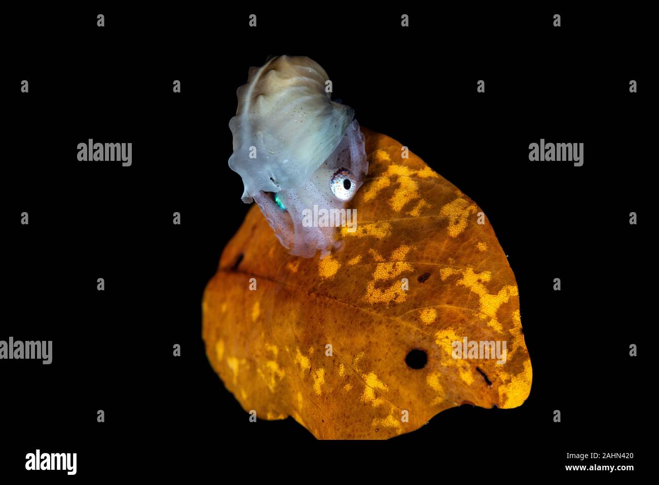 Carta nautilus, seduta su una foglia, Argonauta argo, gli Argonauti (genere Argonauta, il solo genere esistenti nella famiglia Argonautidae) sono un gruppo di pe Foto Stock