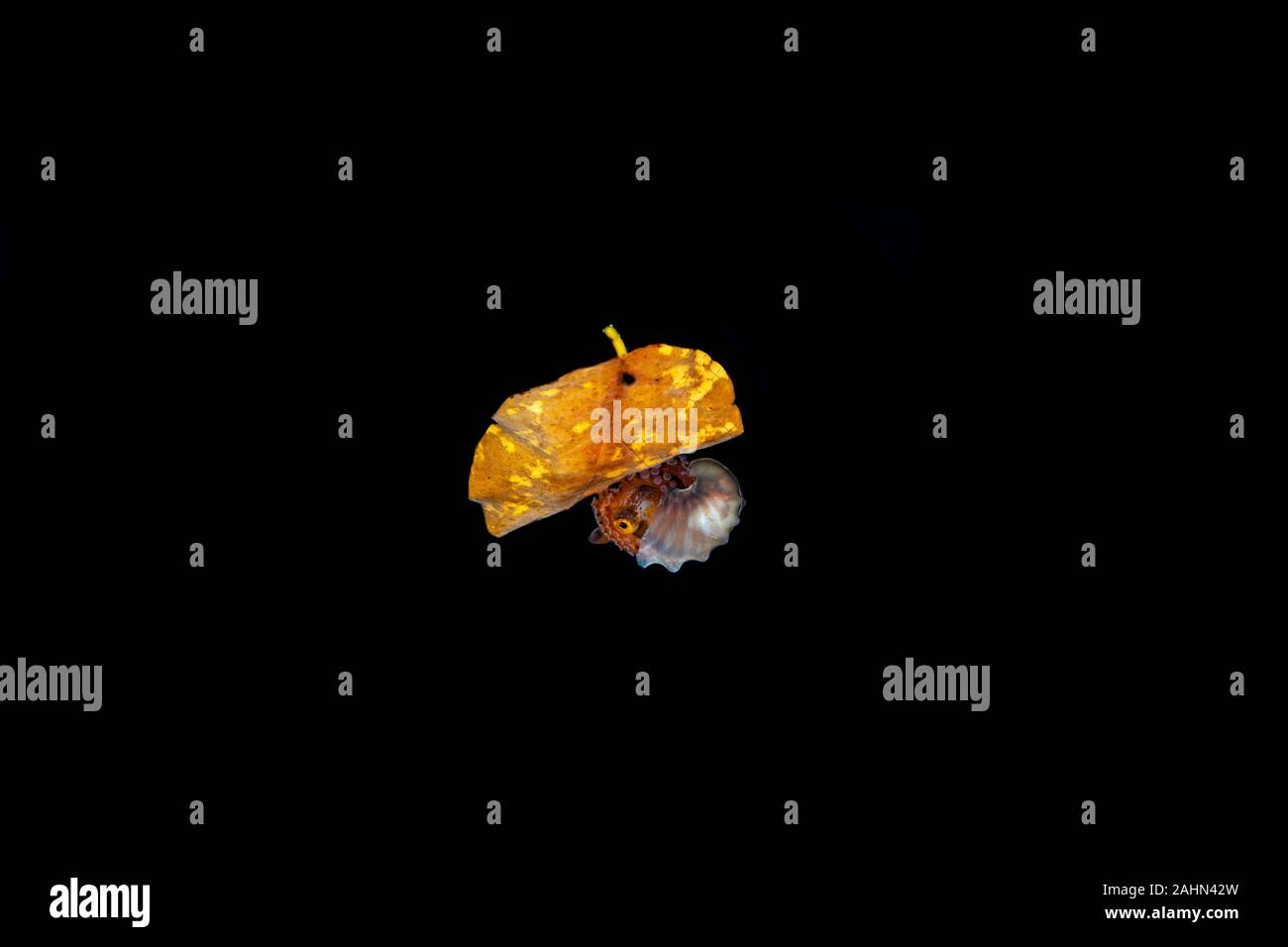 Carta nautilus, seduta su una foglia, , gli Argonauti (genere Argonauta, il solo genere esistenti nella famiglia Argonautidae) sono un gruppo di specie pelagiche octopuse Foto Stock
