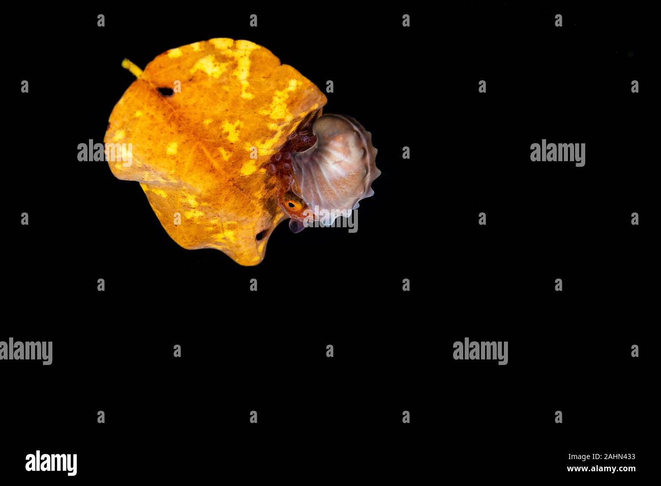 Carta nautilus, seduta su una foglia, Argonauta argo, gli Argonauti (genere Argonauta, il solo genere esistenti nella famiglia Argonautidae) sono un gruppo di pe Foto Stock