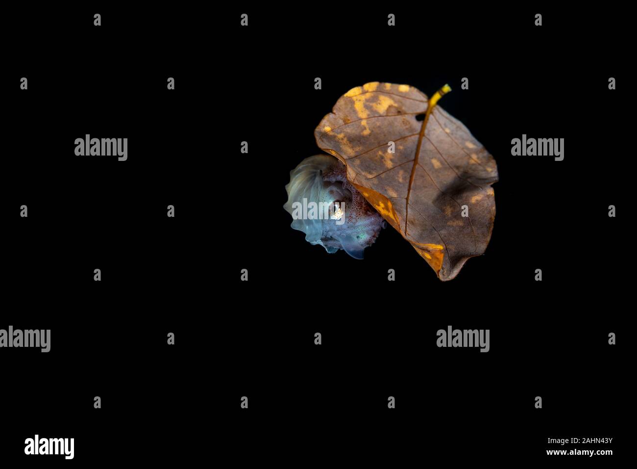 Carta nautilus, seduta su una foglia, Argonauta argo, gli Argonauti (genere Argonauta, il solo genere esistenti nella famiglia Argonautidae) sono un gruppo di pe Foto Stock