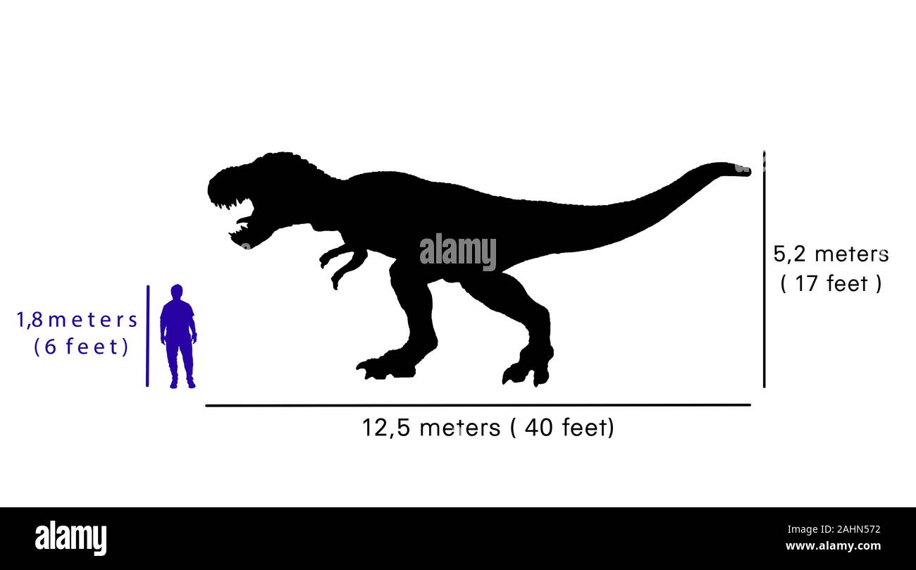 Le dimensioni di confronto tra il Tyrannosaurus rex e umano. Illustrazione della silhouette del Tyrannosaurus rex corpo rispetto del corpo umano Foto Stock