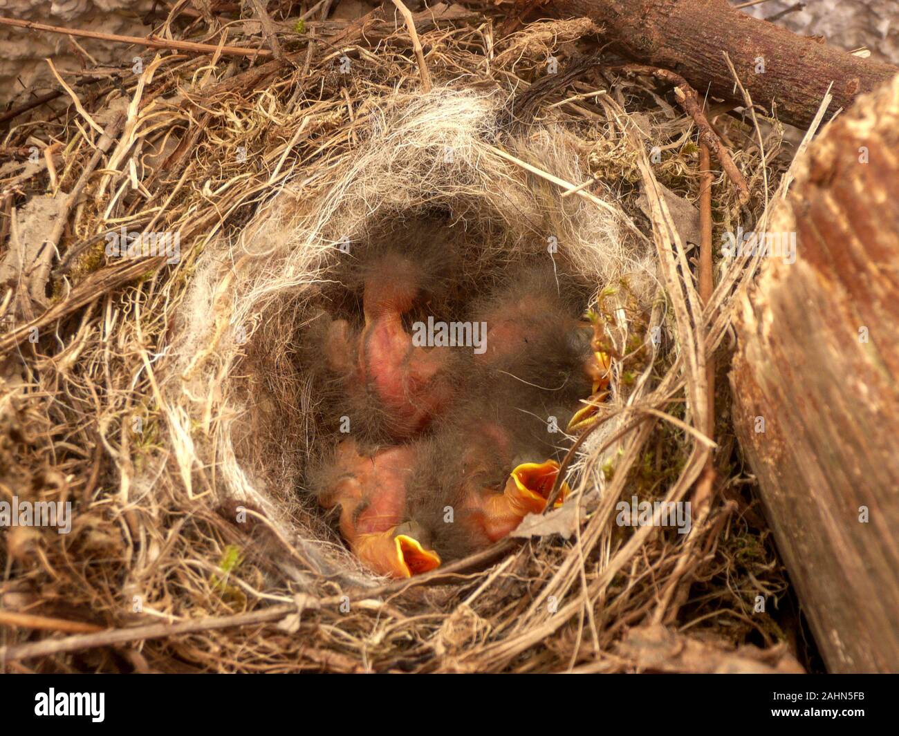 Appena schiuse [hatchling] pied wagtail uccelli nel nido Foto Stock