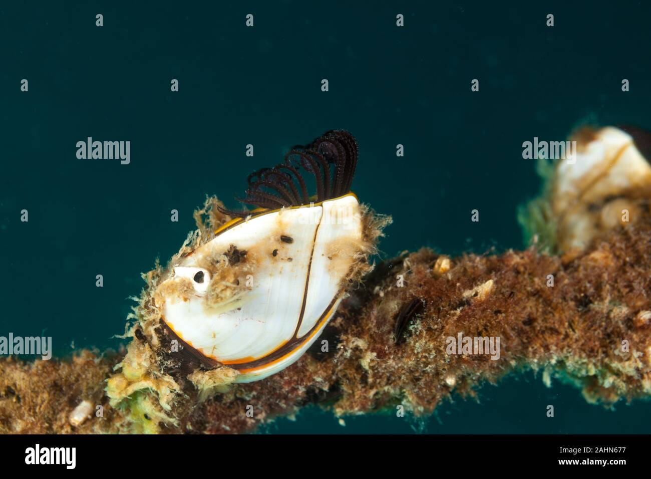 Pesca pelagica a collo d'oca barnacle o liscia a collo d'oca barnacle, Lepas anatifera Foto Stock