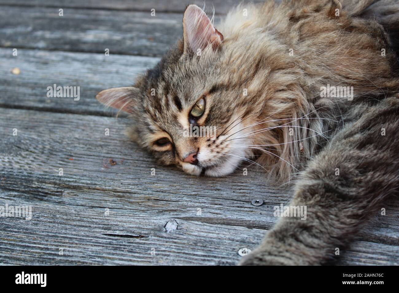 Gatto con capelli lunghi è rilassante su un pavimento di legno Foto Stock