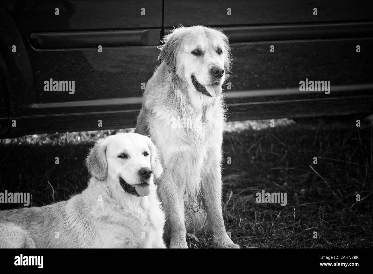 Due golden retriever Foto Stock