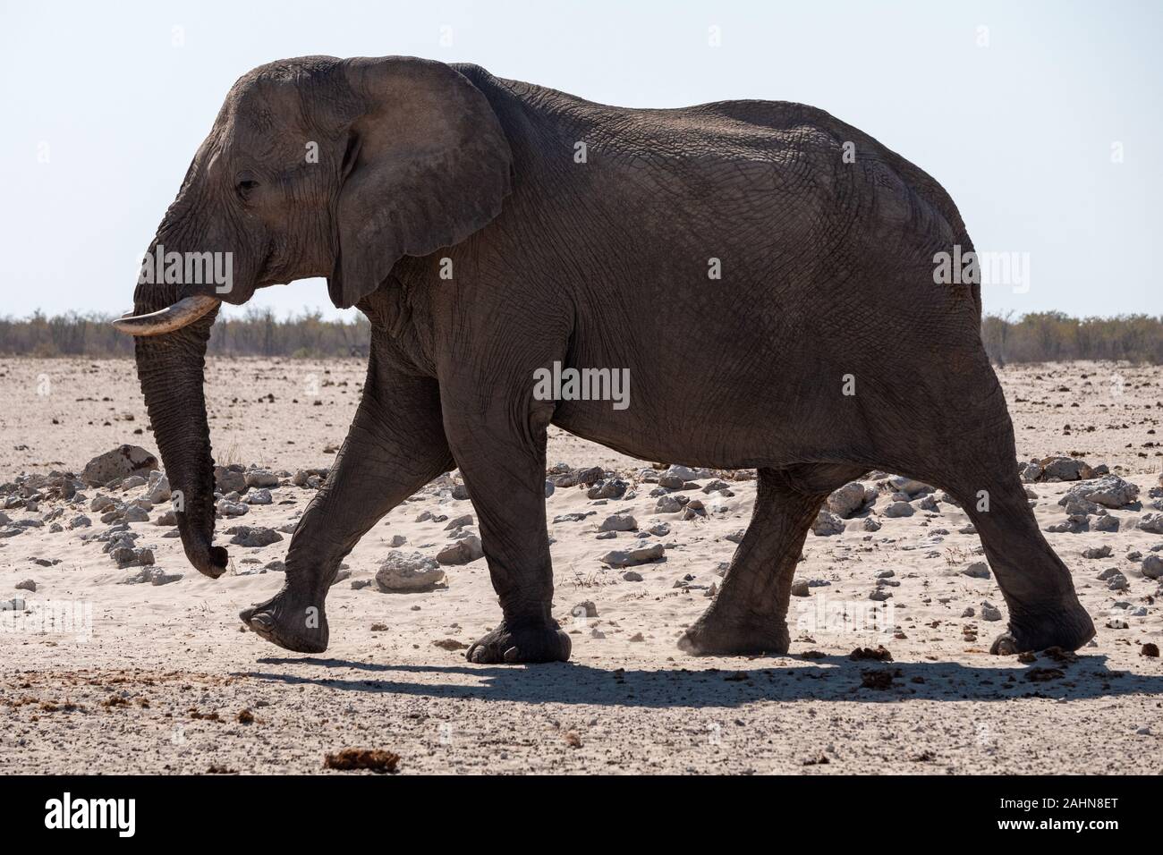 Grande elefante A Piedi nel Parco Nazionale Etosha, Namibia - un maschio di Bull con zanne in una pianura a secco Foto Stock