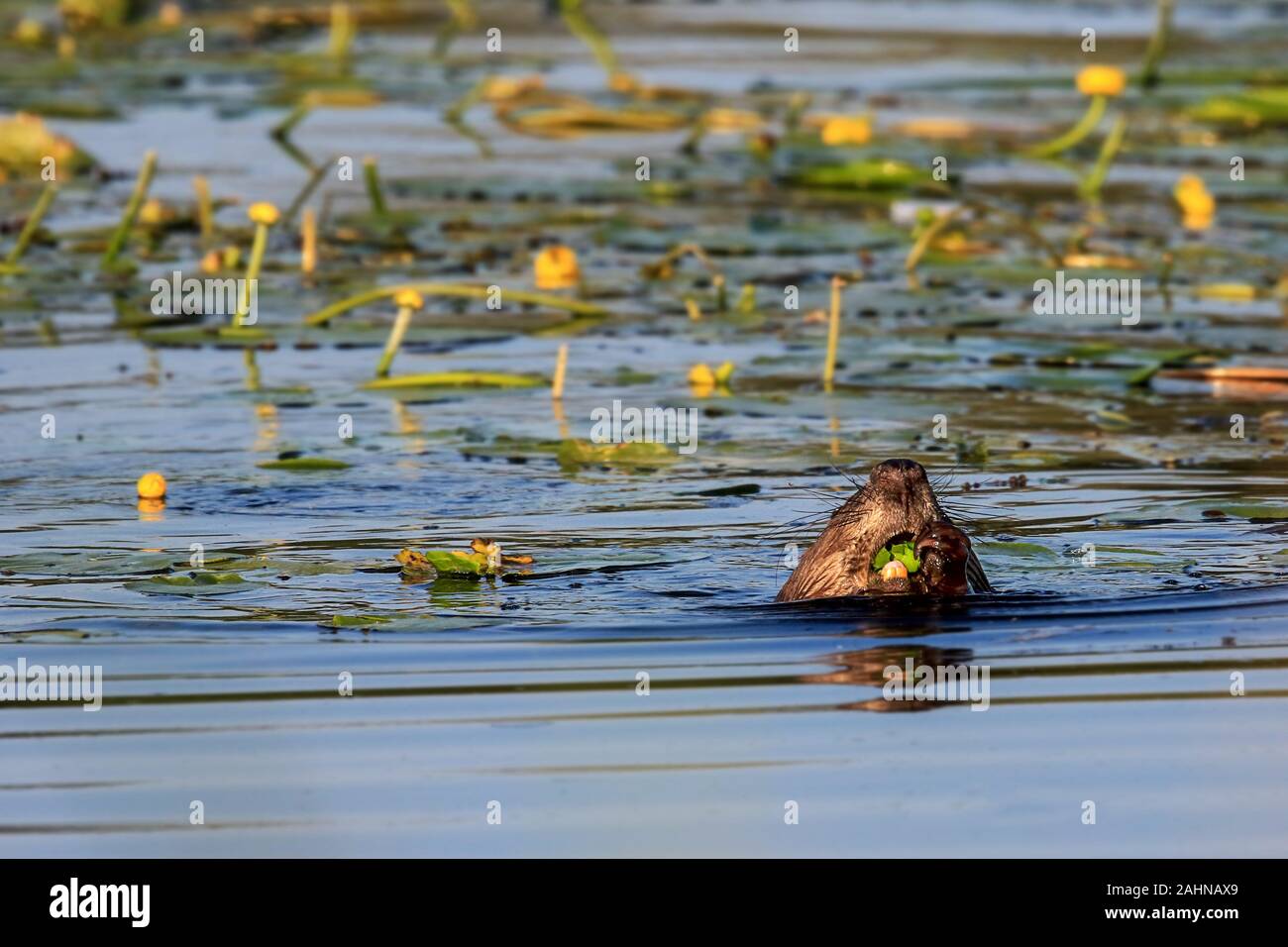 Castoro di nuoto nel lago Ammersee Baviera, mangiare le foglie di giallo ninfee o anche chiamato brandy-bottiglie Foto Stock