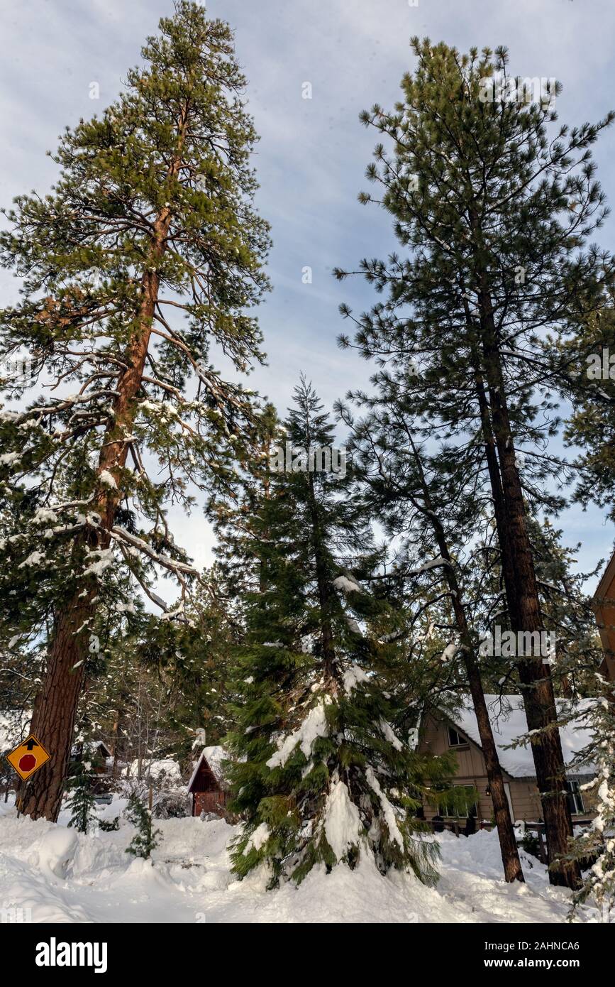 Alti pini con i rami coperti di neve raggiungono elevate oltre i tetti innevati nella whispy cielo molto nuvoloso in inverno Dintorni di Wrightwood, Foto Stock