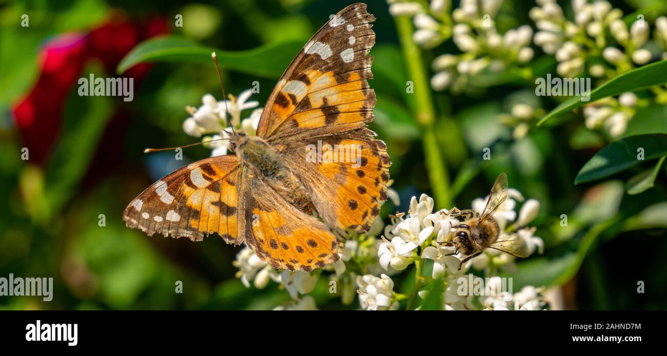 Panoramica farfalla insetto e bee Foto Stock