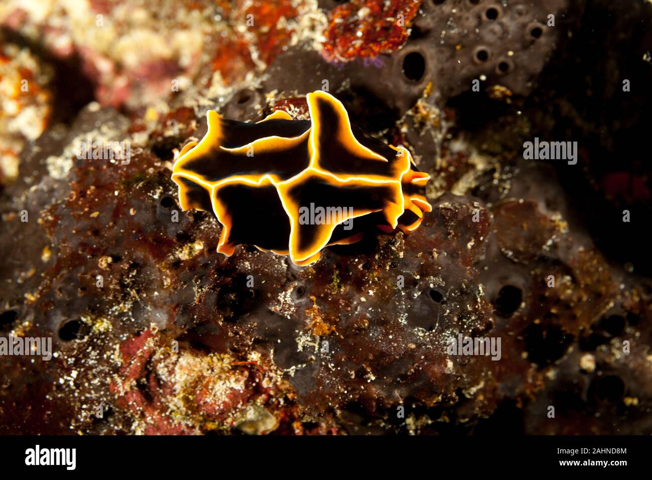 Reticulidia halgerda è una specie di lumache di mare Foto Stock