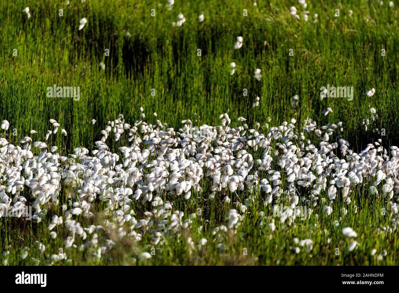 Cottongrass pattern nella tundra islandese. Fioritura Eriophorum piante sono la messa a fuoco Foto Stock