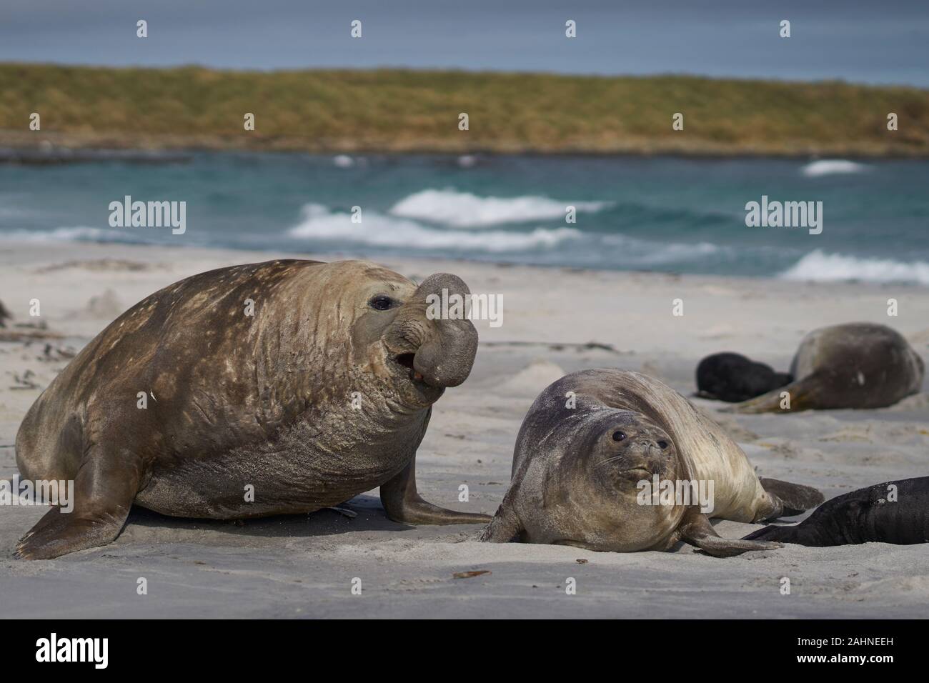 Grande maschio Elefante marino del sud (Mirounga leonina) controlla se una femmina è pronta ad accoppiarsi su Sea Lion Island nelle isole Falkland. Foto Stock