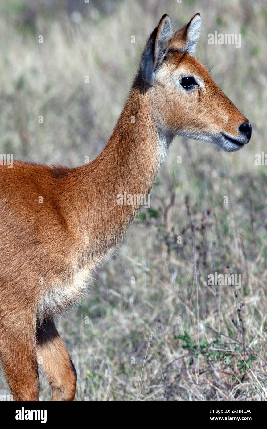 Una giovane femmina di antilope Puku (Kobus vardonii) nel Parco Nazionale Chobe regione del nord Botswana, Africa. Foto Stock