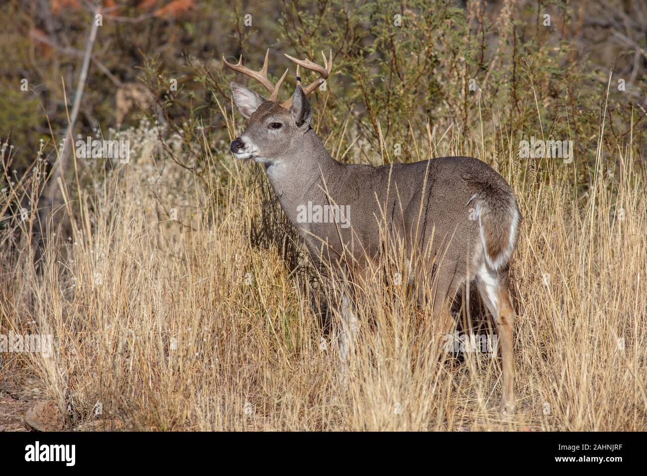 Coues' White-tailed deer o Arizona White-tailed deer Odocoileus virginianus couesi Foto Stock