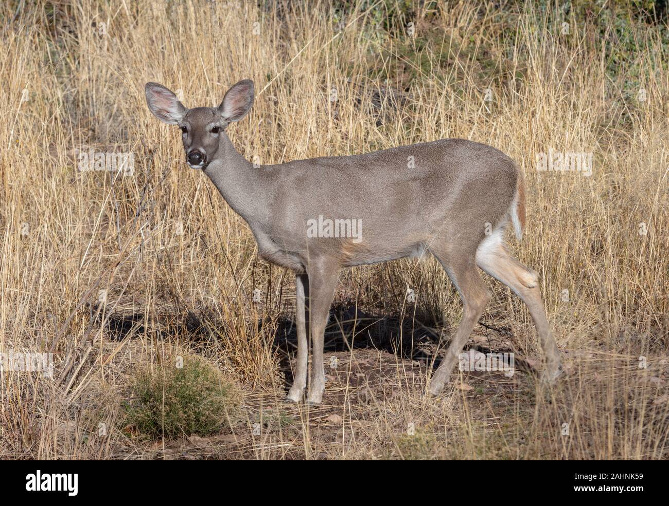 Coues' White-tailed deer o Arizona White-tailed deer Odocoileus virginianus couesi Foto Stock