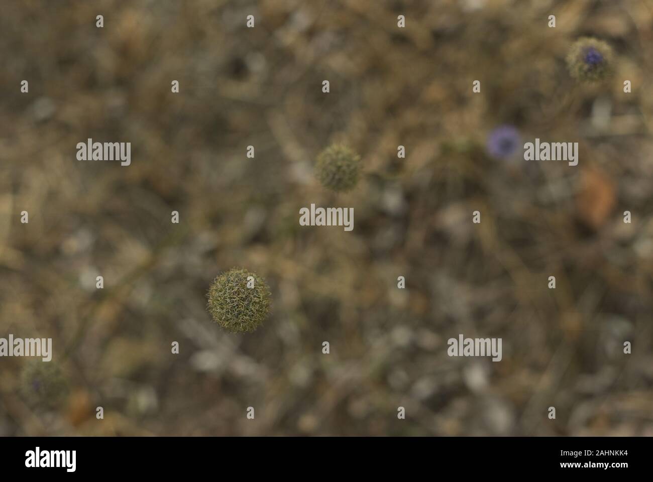 Abstract sfondo vegetale con forma sferica verde fiore sferica (Echinops Echinops sphaerocephalus L.) Foto Stock