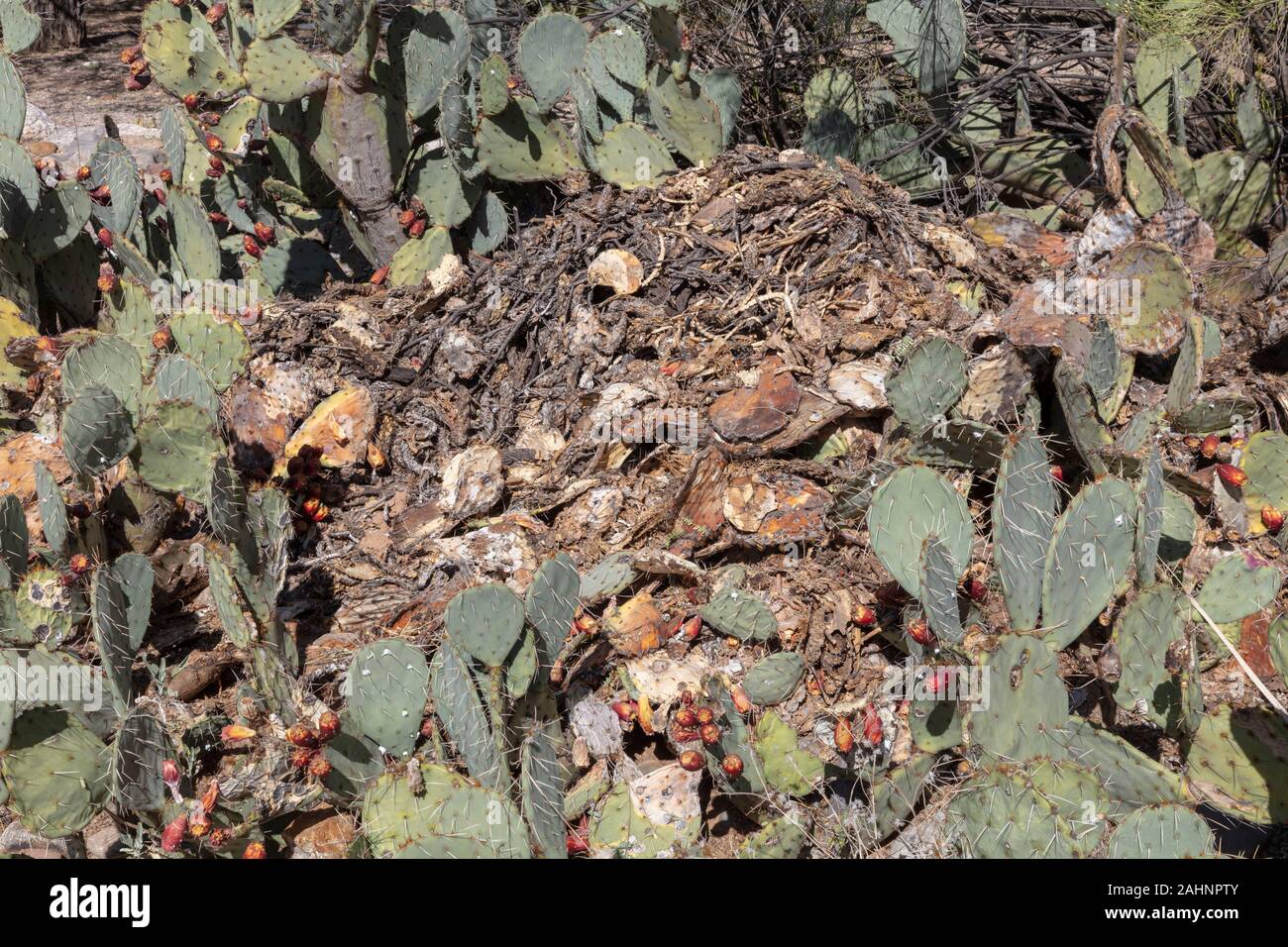 Packrat abitazione, Arizona Foto Stock