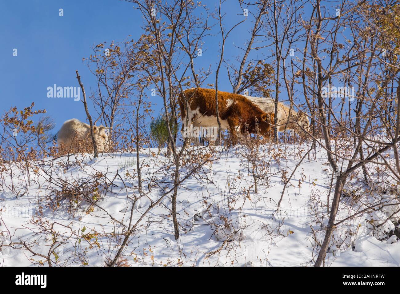 Le mucche in montagna con la neve di Sanabria, vicino al lago, Castilla y Leon, Spagna Foto Stock