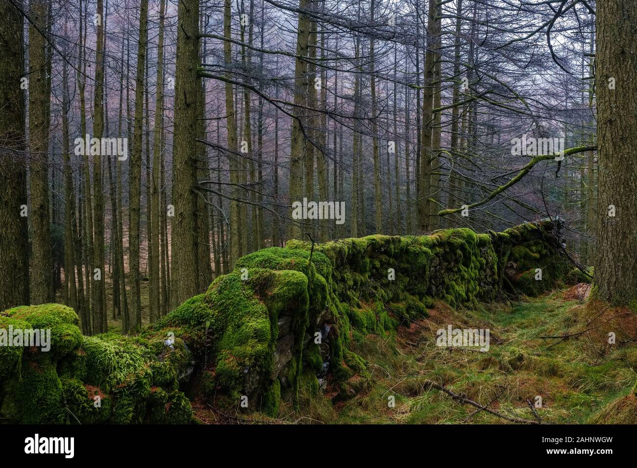 Un muschio coperto in pietra a secco in esecuzione a parete attraverso boschi nel Lake District inglese. Foto Stock