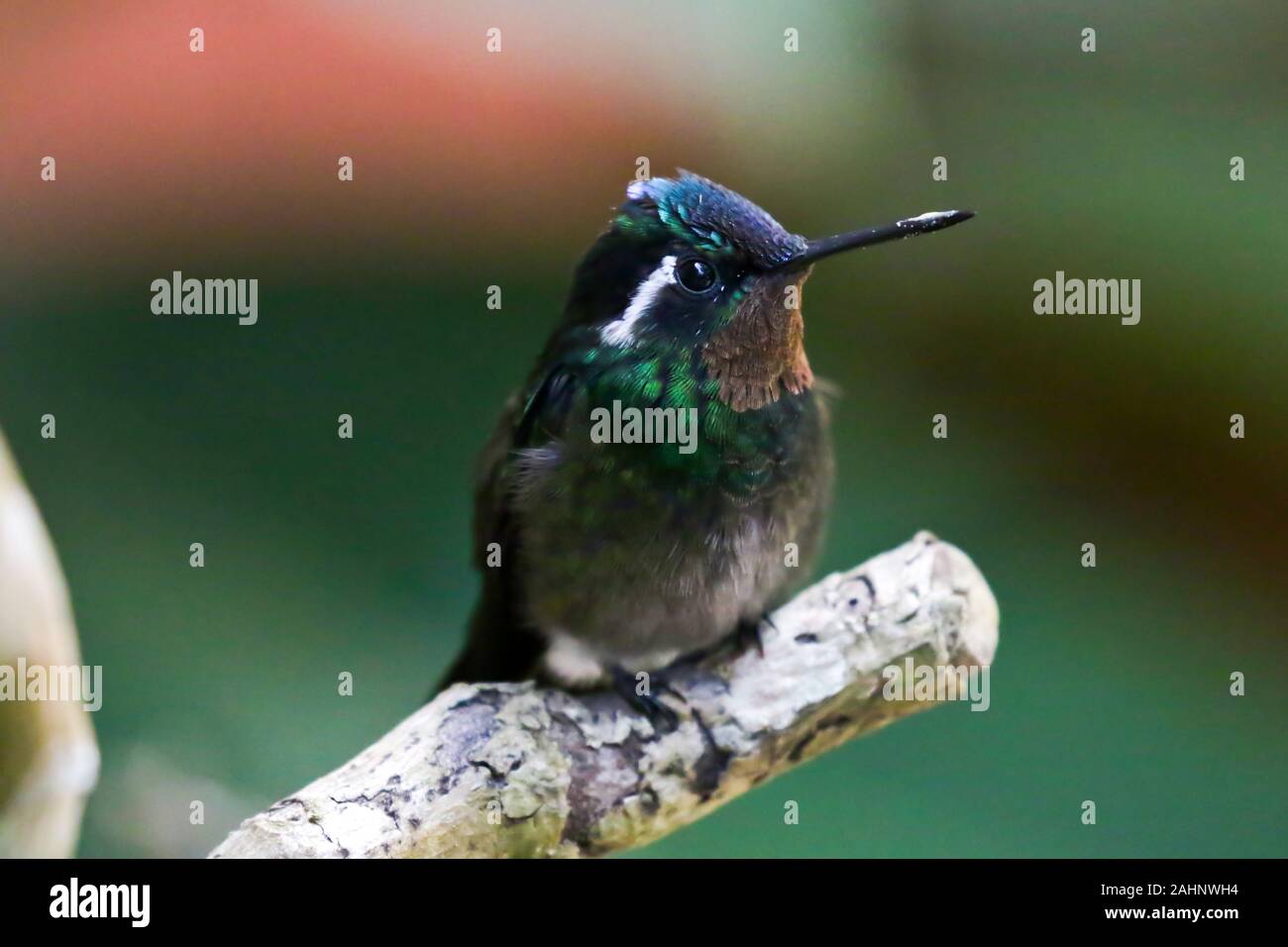 Una foresta Mountaingem Hummingbird, che si trova nella foresta di Monteverde in Costa Rica. Foto Stock