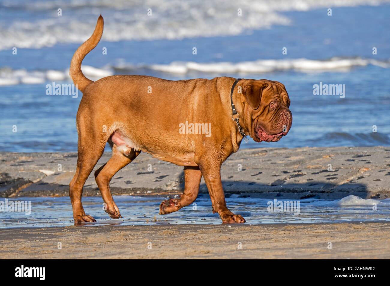 Unleashed Dogue de Bordeaux / Francese Mastiff / Bordeauxdog, Francese di razza del cane a camminare sulla spiaggia di sabbia lungo la costa del Mare del Nord Foto Stock