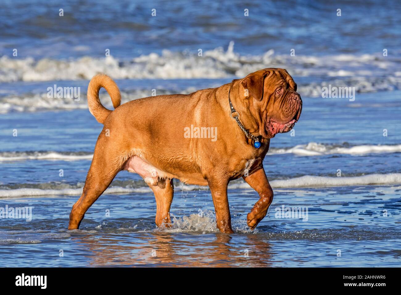 Unleashed Dogue de Bordeaux / Francese Mastiff / Bordeauxdog, Francese cane di razza sguazzare in acqua di mare lungo la costa del Mare del Nord Foto Stock