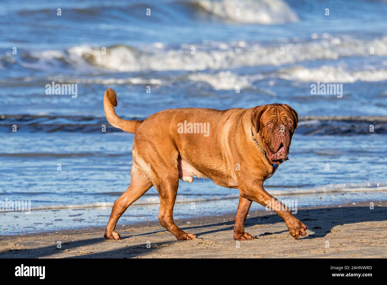 Unleashed Dogue de Bordeaux / Francese Mastiff / Bordeauxdog, Francese di razza del cane a camminare sulla spiaggia di sabbia lungo la costa del Mare del Nord Foto Stock